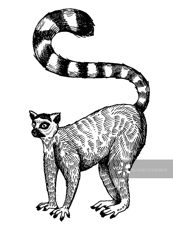 环尾狐猴雕刻图片素材