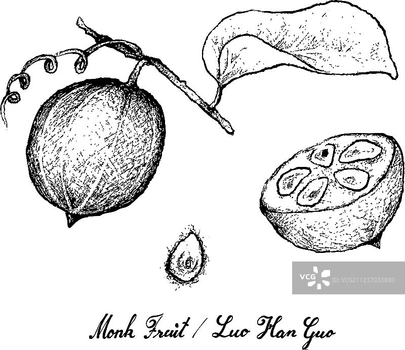 手绘罗汉果图片素材