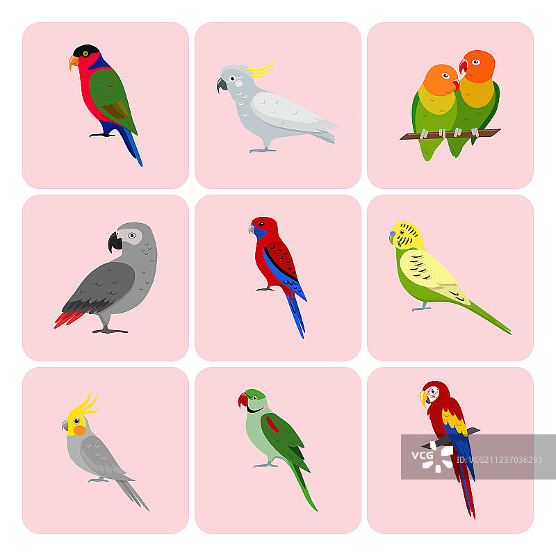 彩色鹦鹉图标合集图片素材