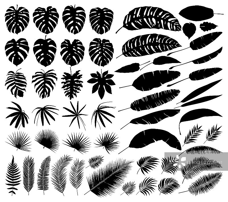 热带植物叶子廓形合集图片素材