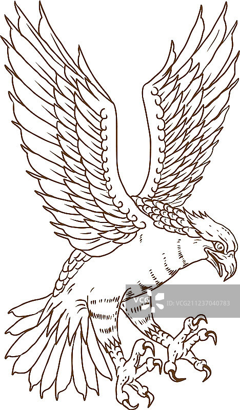 鹗鸟俯冲绘画图片素材