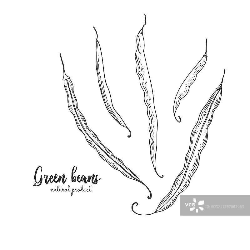 手绘绿色蔬菜豆图片素材