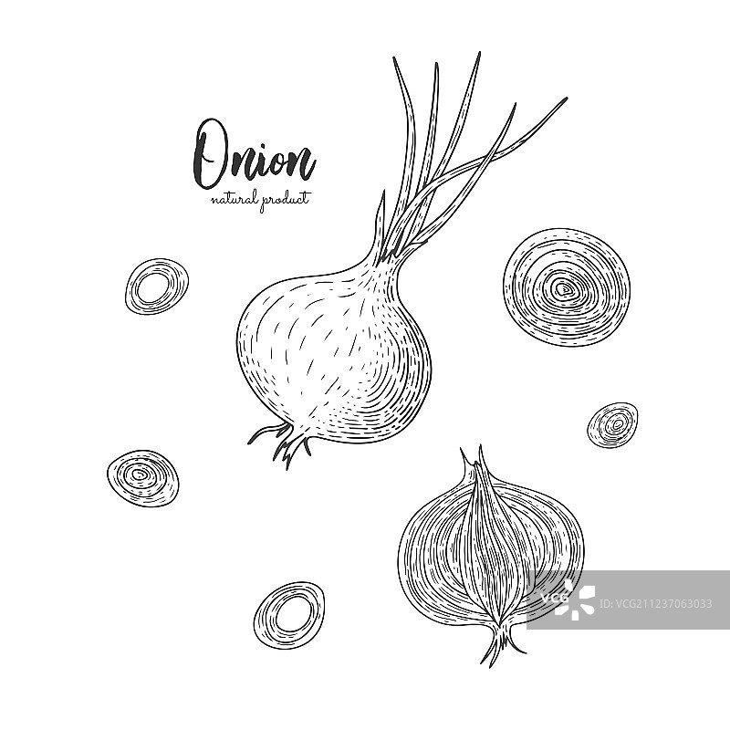 手绘风格洋葱图片素材