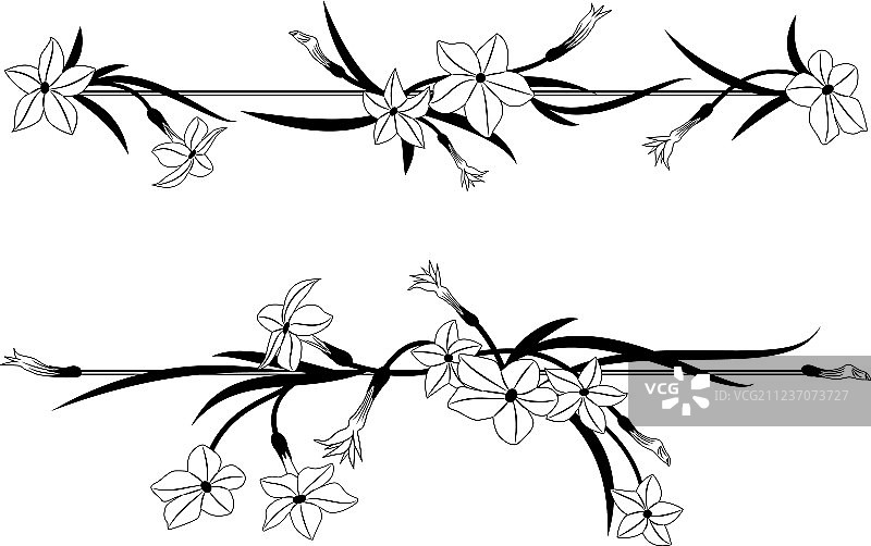 盛开的烟草花卉分隔图片素材