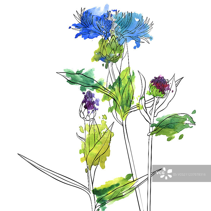 矢车菊花朵简笔画图片素材