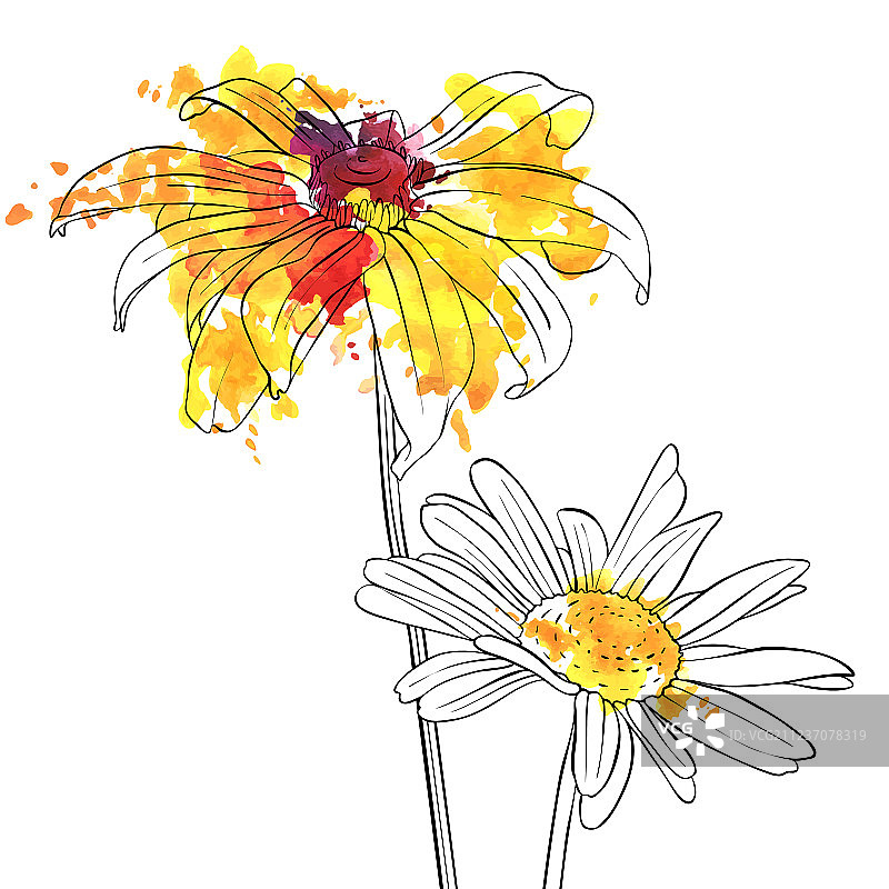 雏菊花朵图片素材