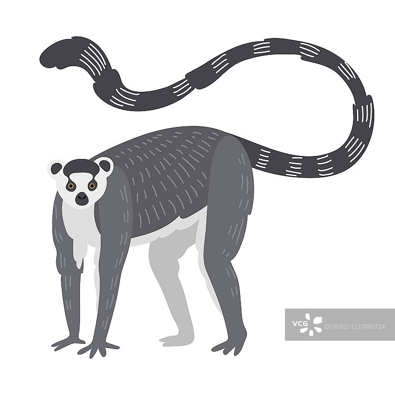 珍稀狐猴图片素材