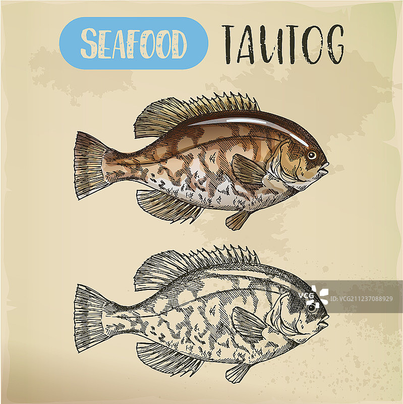 鲈鱼黑鱼海鲜招牌速写图片素材
