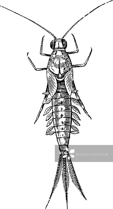 蜉蝣复古素材图片素材
