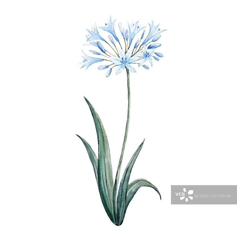 水彩蓝花图片素材