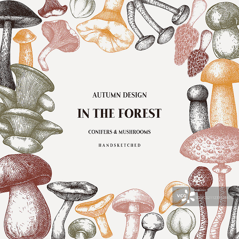 手绘食用蘑菇健康食品设计图片素材