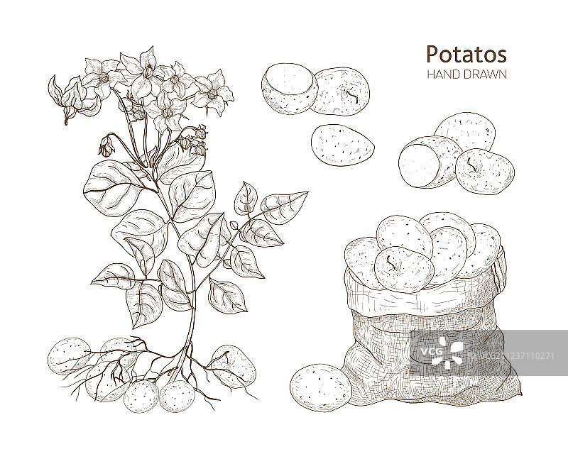马铃薯的优雅单色植物画图片素材