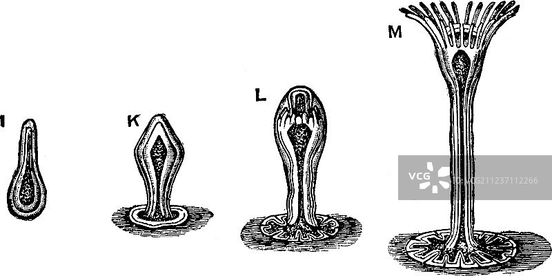 优木水螅复古风格图片素材
