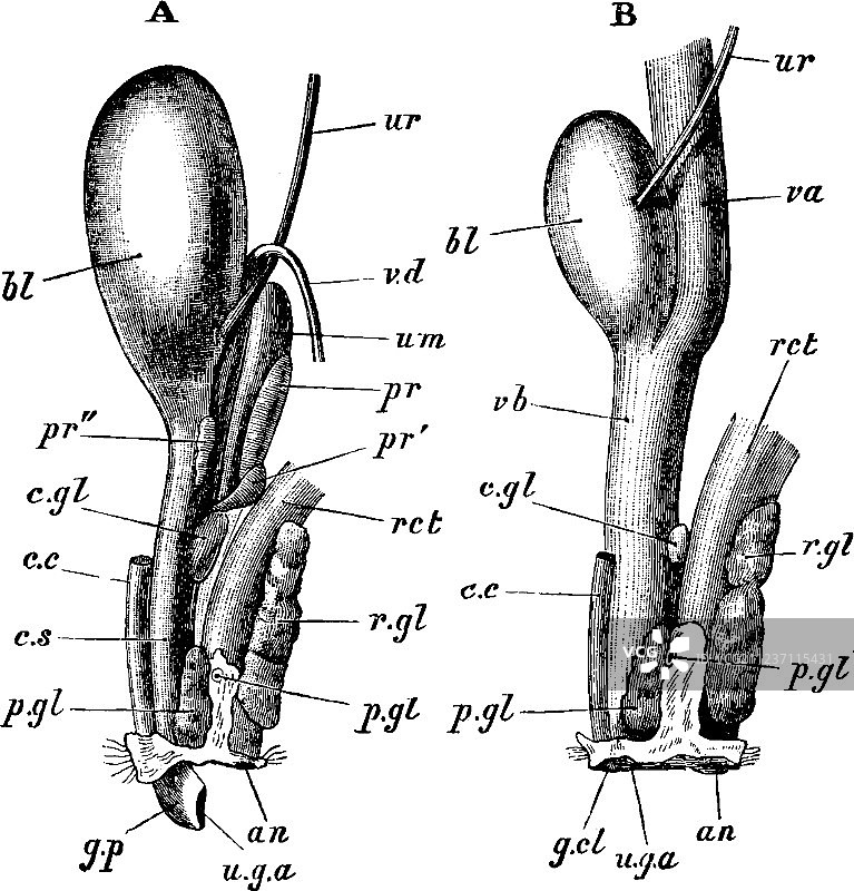 兔子泌尿生殖器官复古插画图片素材