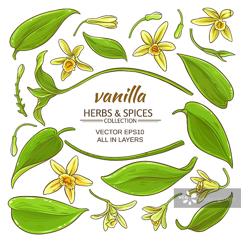 香草元素套装图片素材