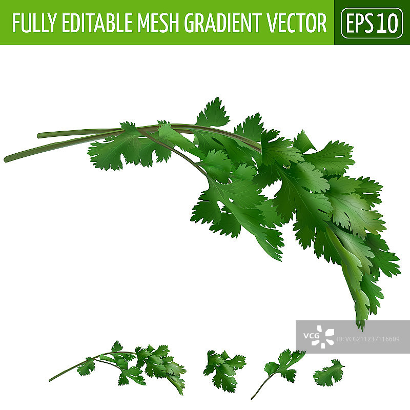 白色背景上的香菜图片素材