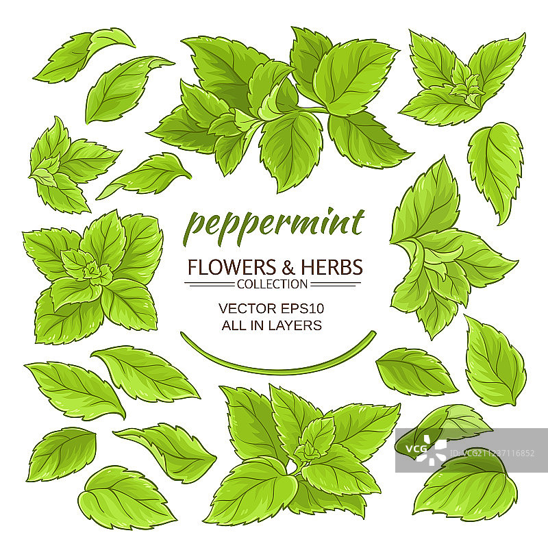 薄荷元素合集图片素材