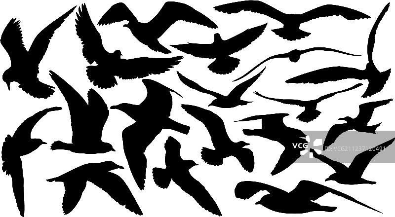 海鸥的轮廓剪影图片素材