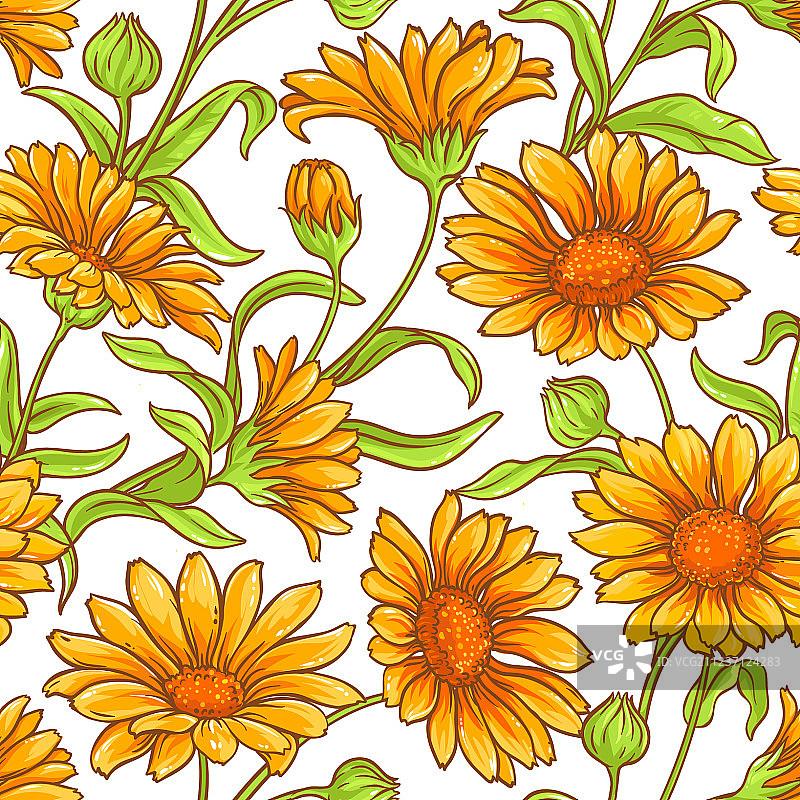 金盏花图案图片素材