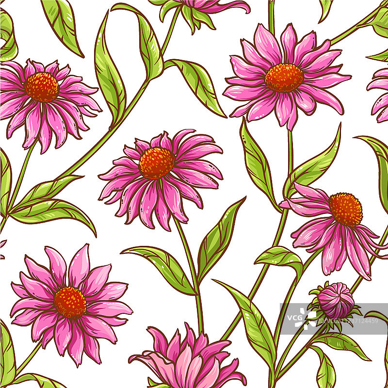 紫锥菊图案图片素材