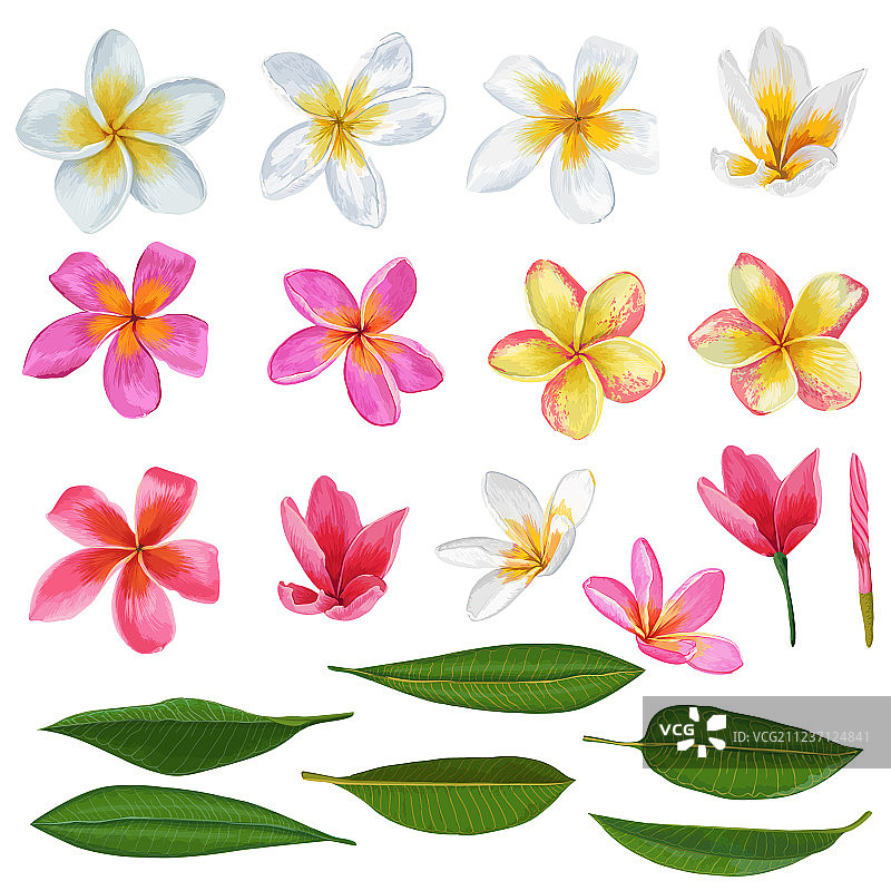 鸡蛋花和叶子组合图案花卉元素图片素材