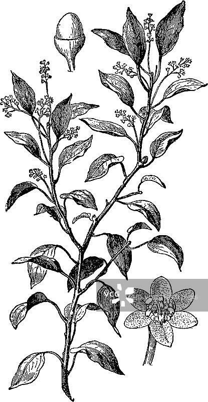 樟树枝复古素材图片素材