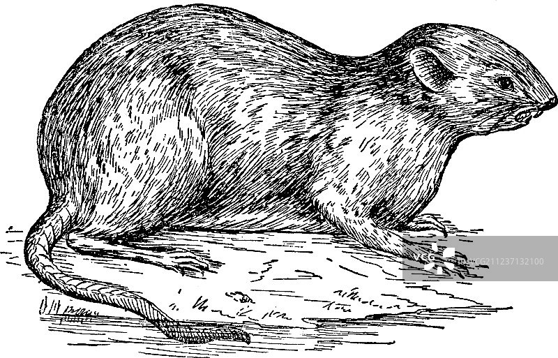 麝鼠复古风图片素材