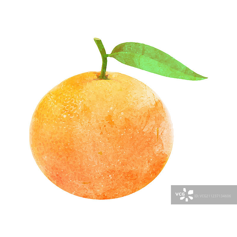 水彩风格的橘子和叶子图片素材