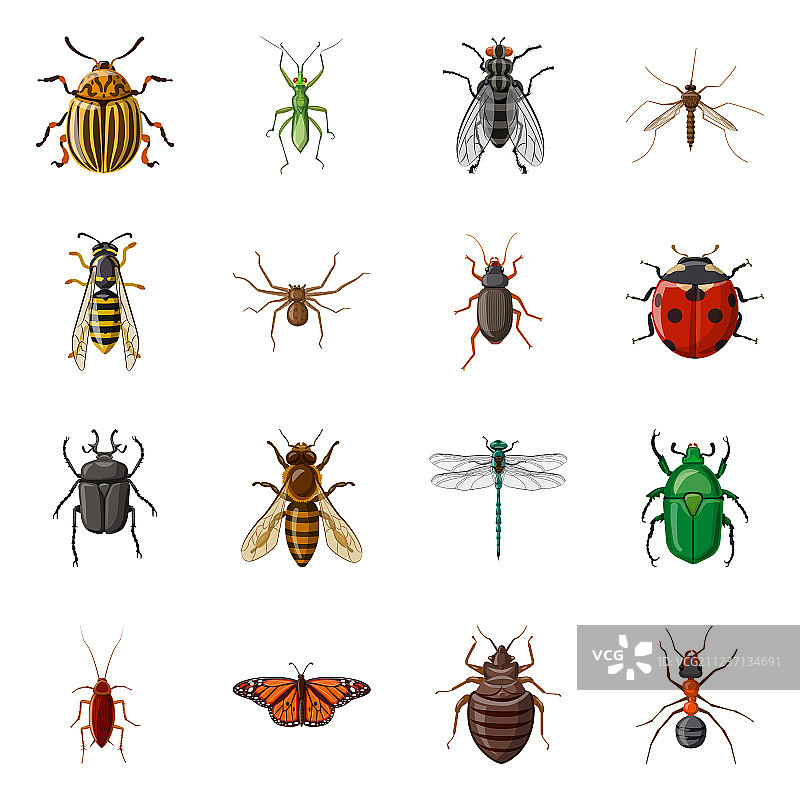 昆虫和苍蝇标志图案图片素材