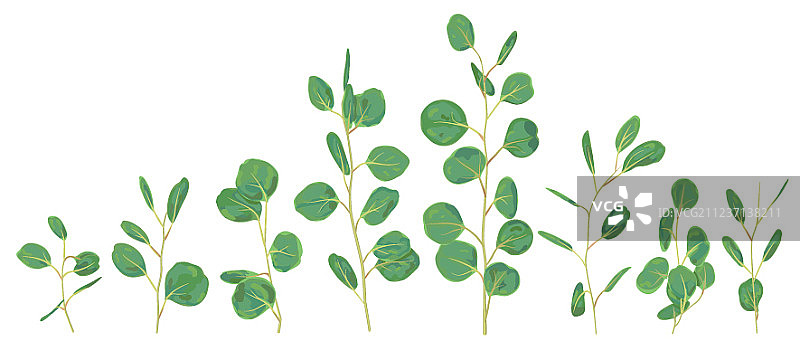 银元桉树精选树枝图片素材