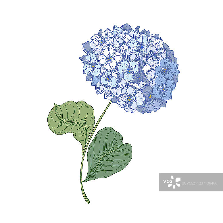 孤立的盛开的绣球花或八仙花图片素材