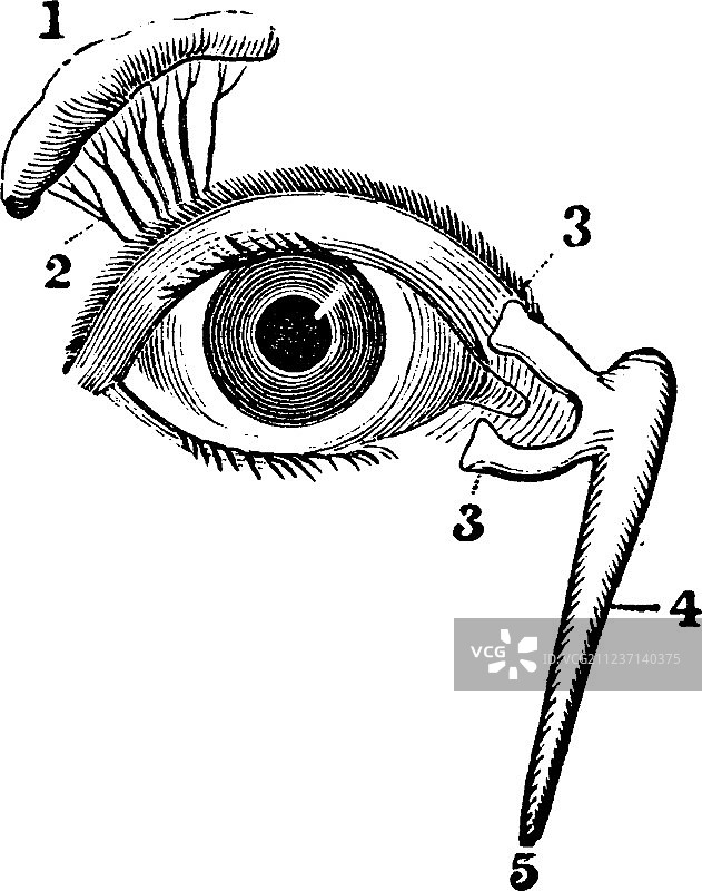 泪腺和鼻泪管景观图片素材