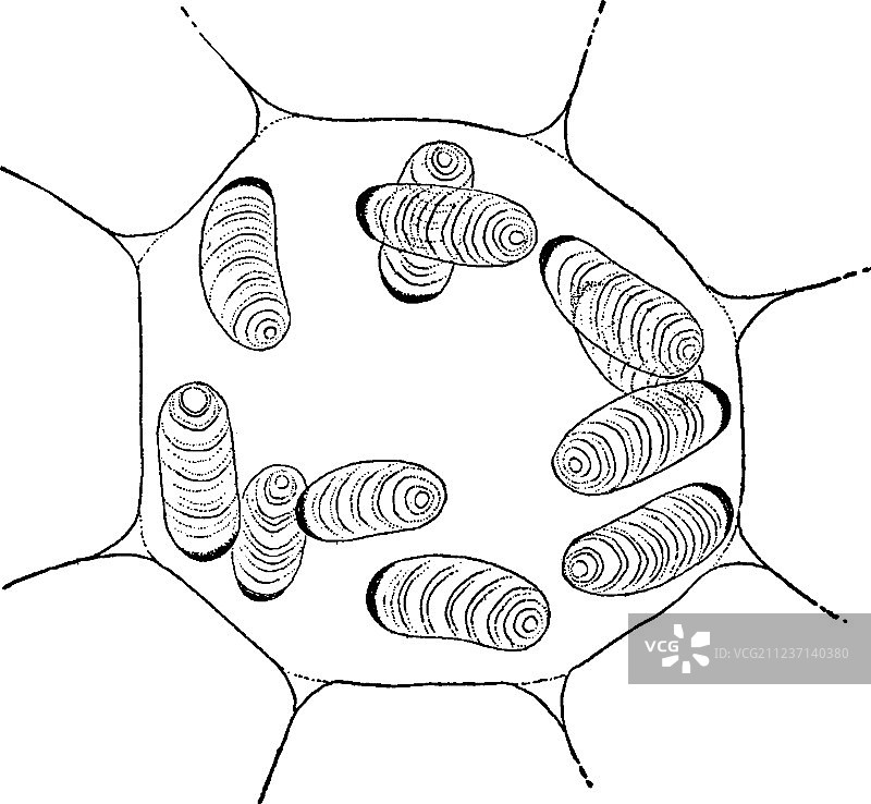 古董叶下珠植物细胞图片素材