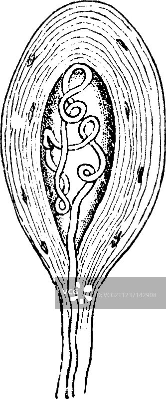 髓神经纤维末梢复古图图片素材