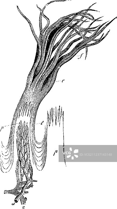 丝状乳头复古图图片素材
