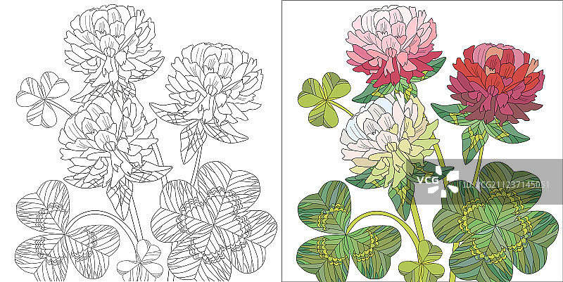 红白三叶草花与叶子图片素材