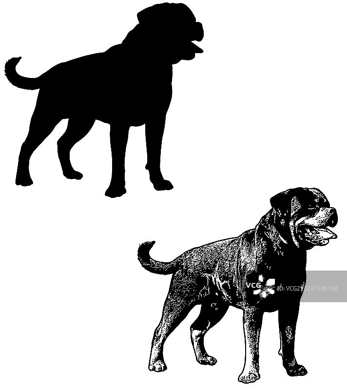 罗威纳犬剪影和素描图片素材