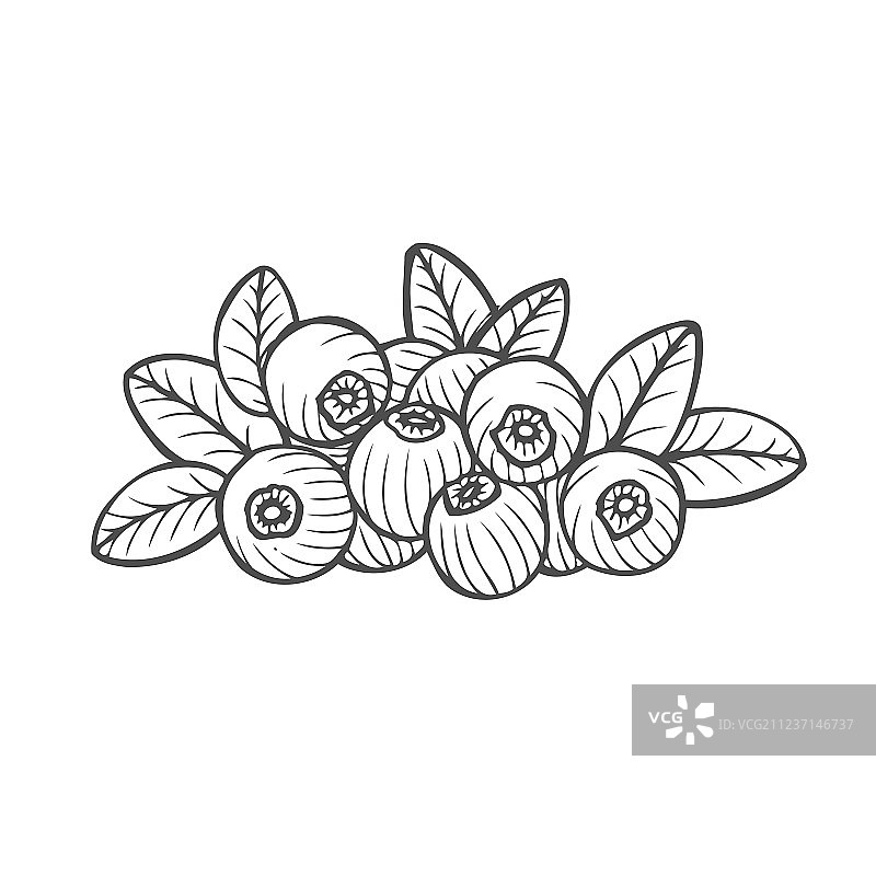 欧洲越桔图片素材