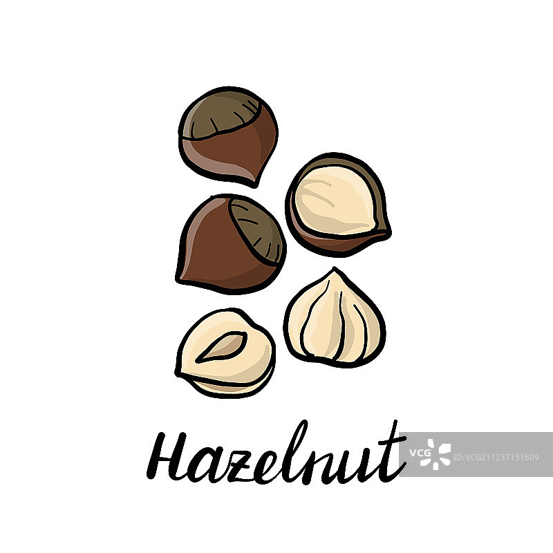 榛子绘画图片素材