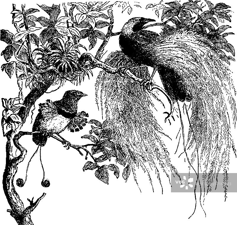 复古风格天堂鸟图片素材