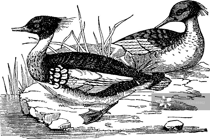 老式秋沙鸭图片素材