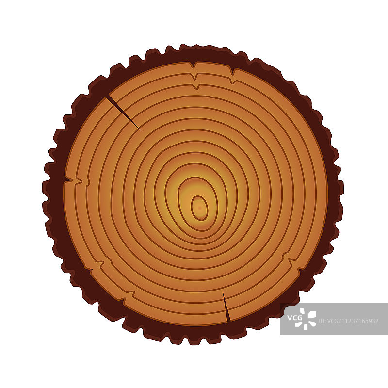树木年轮锯切树干图片素材