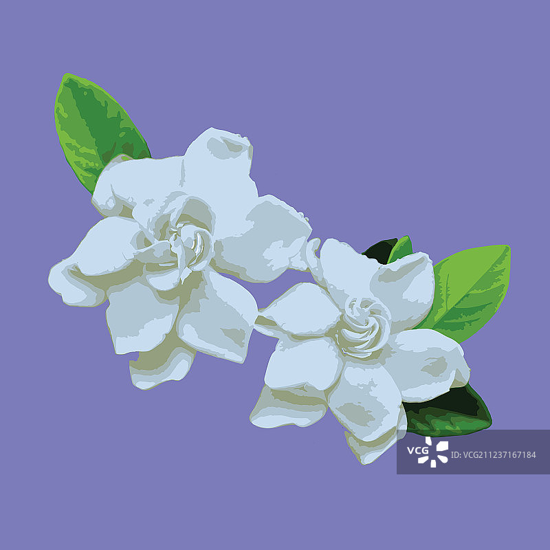 栀子花图片素材