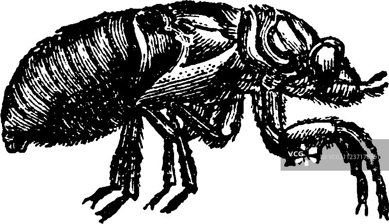 蝉蛹复古风图片素材