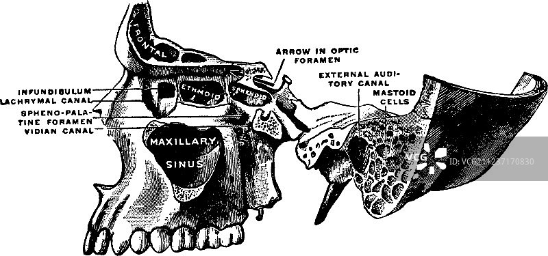 上颌骨和鼻窦复古解剖图图片素材