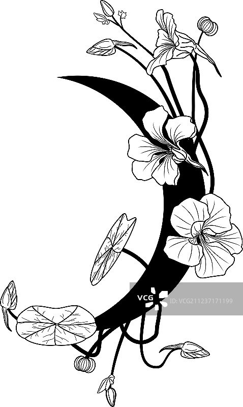 旱金莲与月亮图片素材