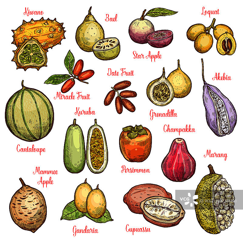 热带水果和浆果图片素材