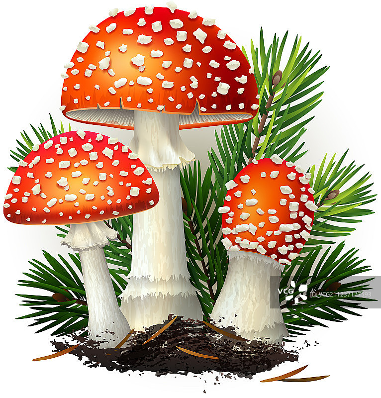 毒蝇伞蘑菇白色背景隔离图图片素材