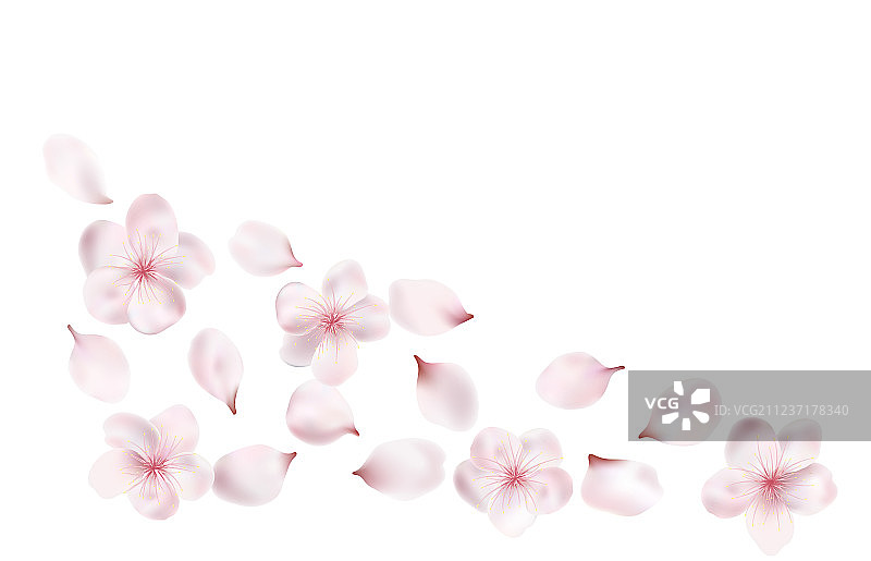 盛开的春树花瓣和花朵图片素材