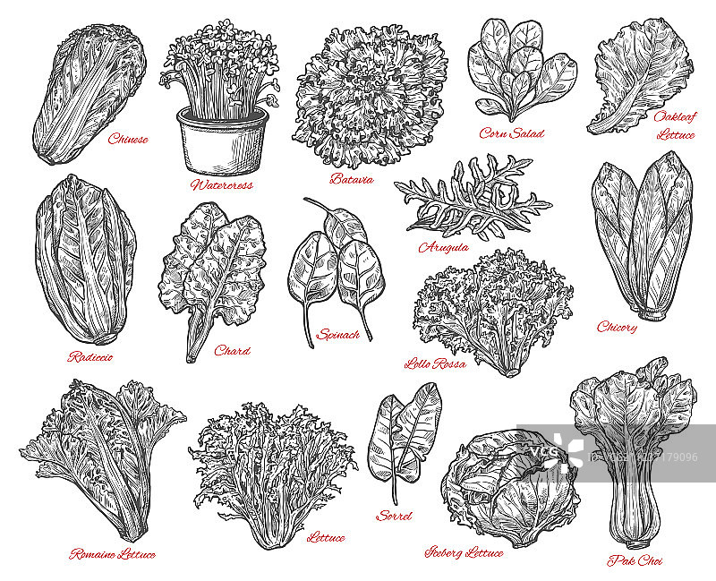 沙拉叶和蔬菜素描图片素材